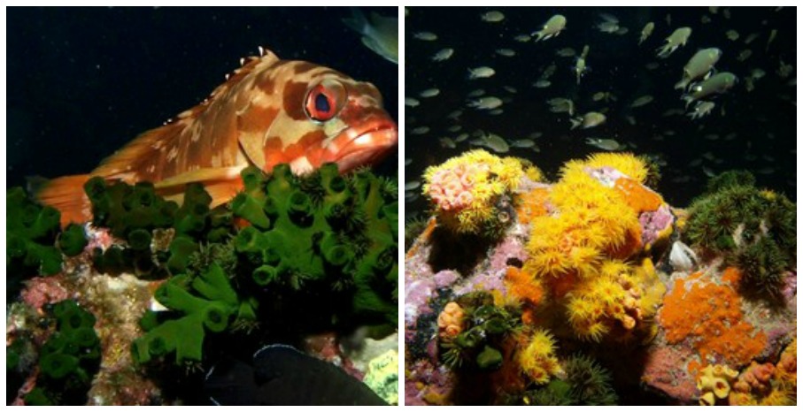 Farbenprächtige Korallen und Fische in dunkler Tiefsee