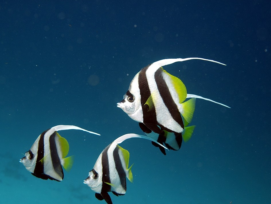 bunte Fische in blauem Wasser