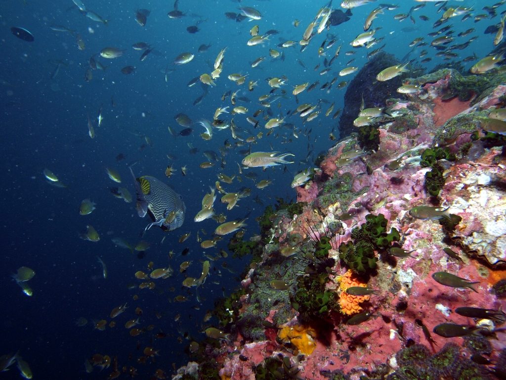 Fischschwärme und bunte Korallen