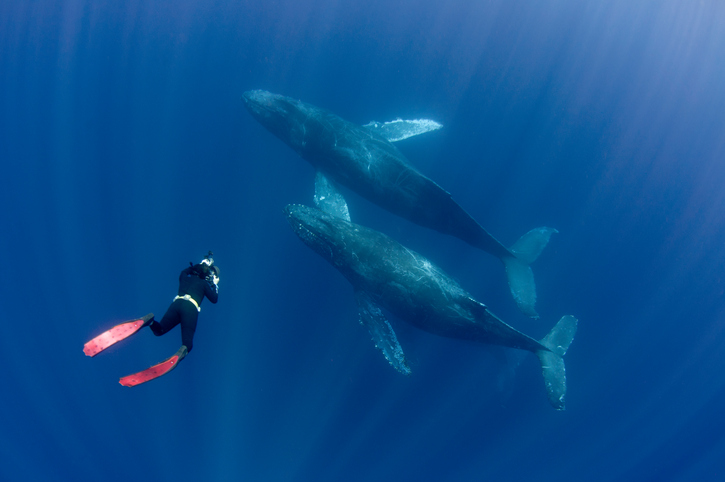 Taucher fotografiert Wale unter Wasser